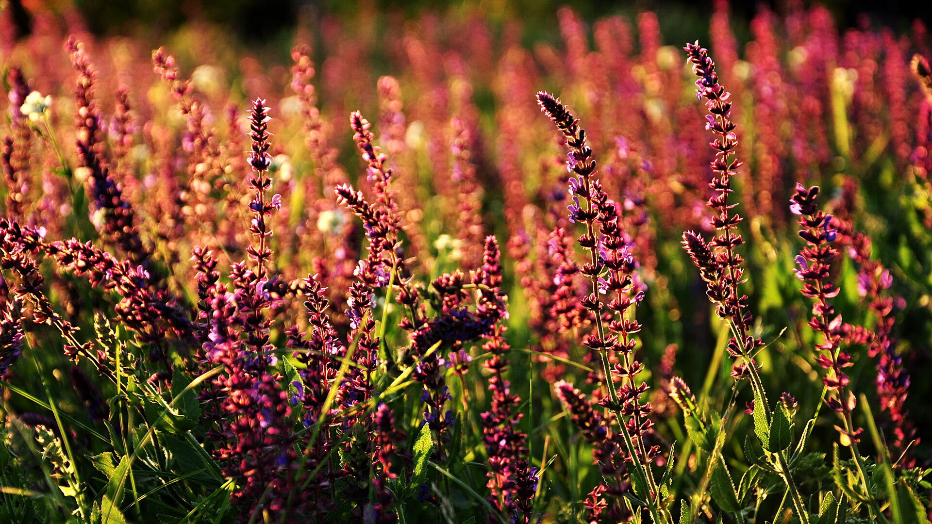 J9九游会-NBA夏季联赛首场战罢,年轻球员表现出色,nba 夏季