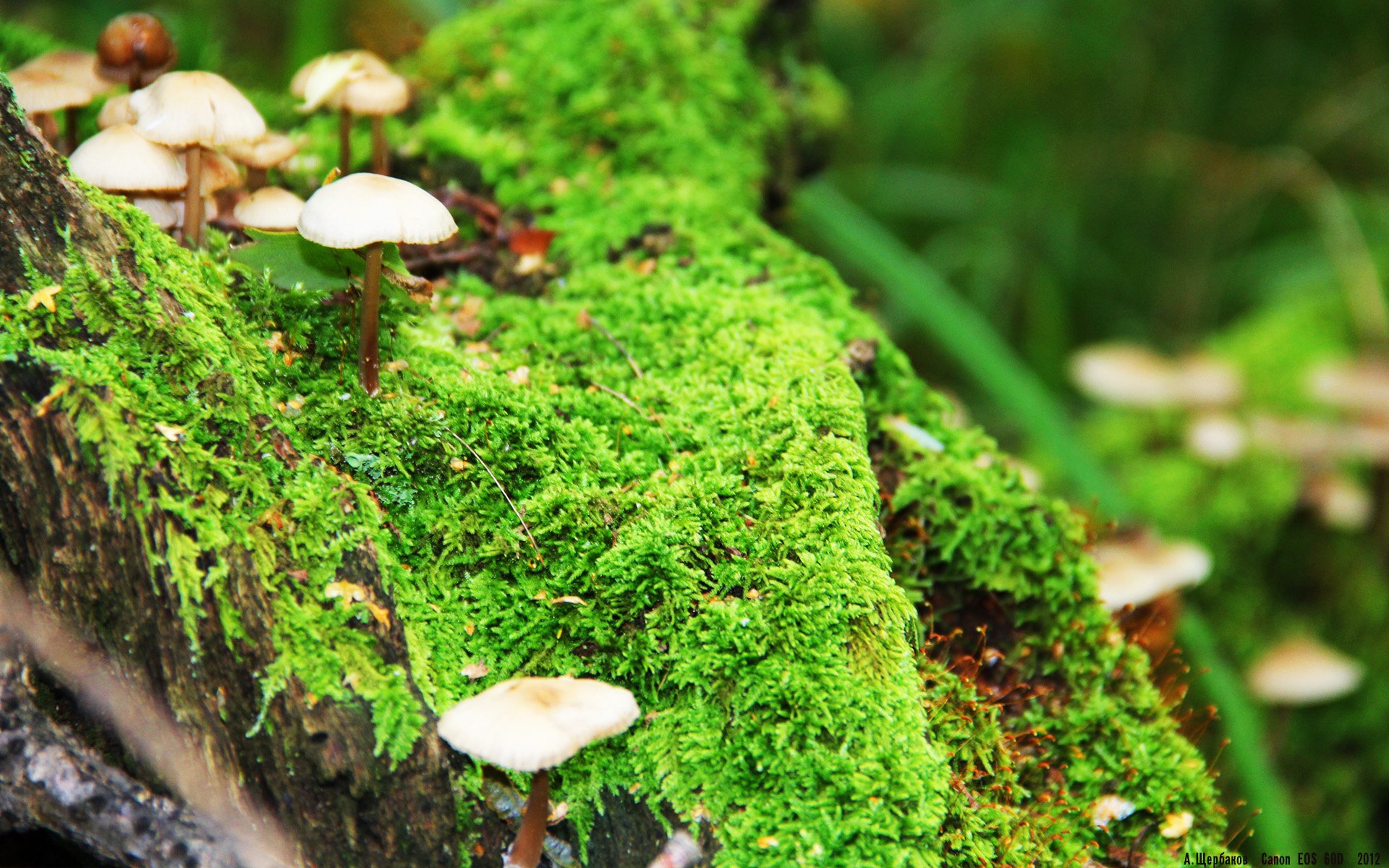 九游体育app-意大利反曲弓选手在2024年世界射箭锦标赛中表现出色,反曲弓世界冠军