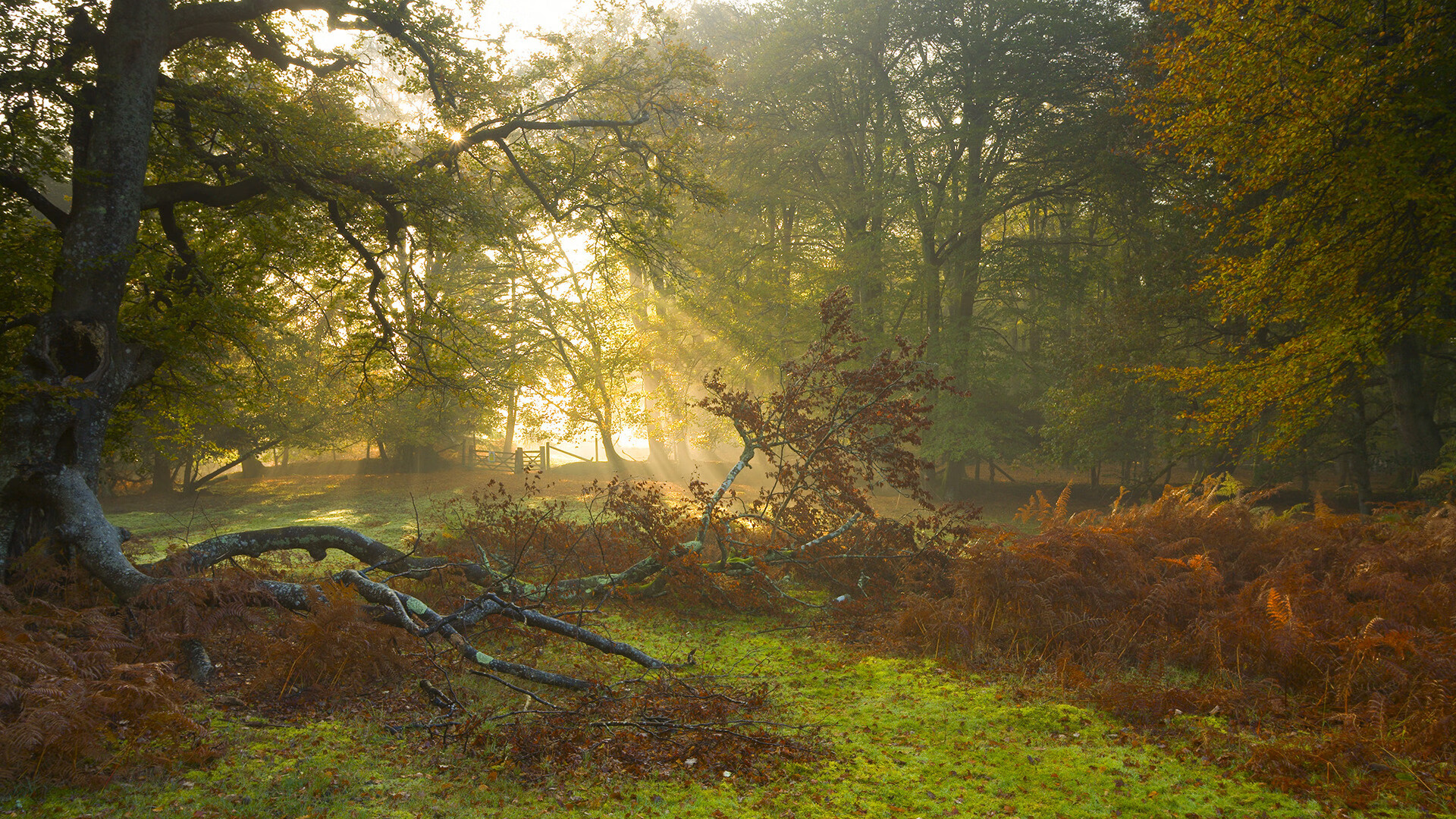 九游娱乐比分网-张雨霏训练日志曝光展现高效节奏，张雨霏做客体坛英豪